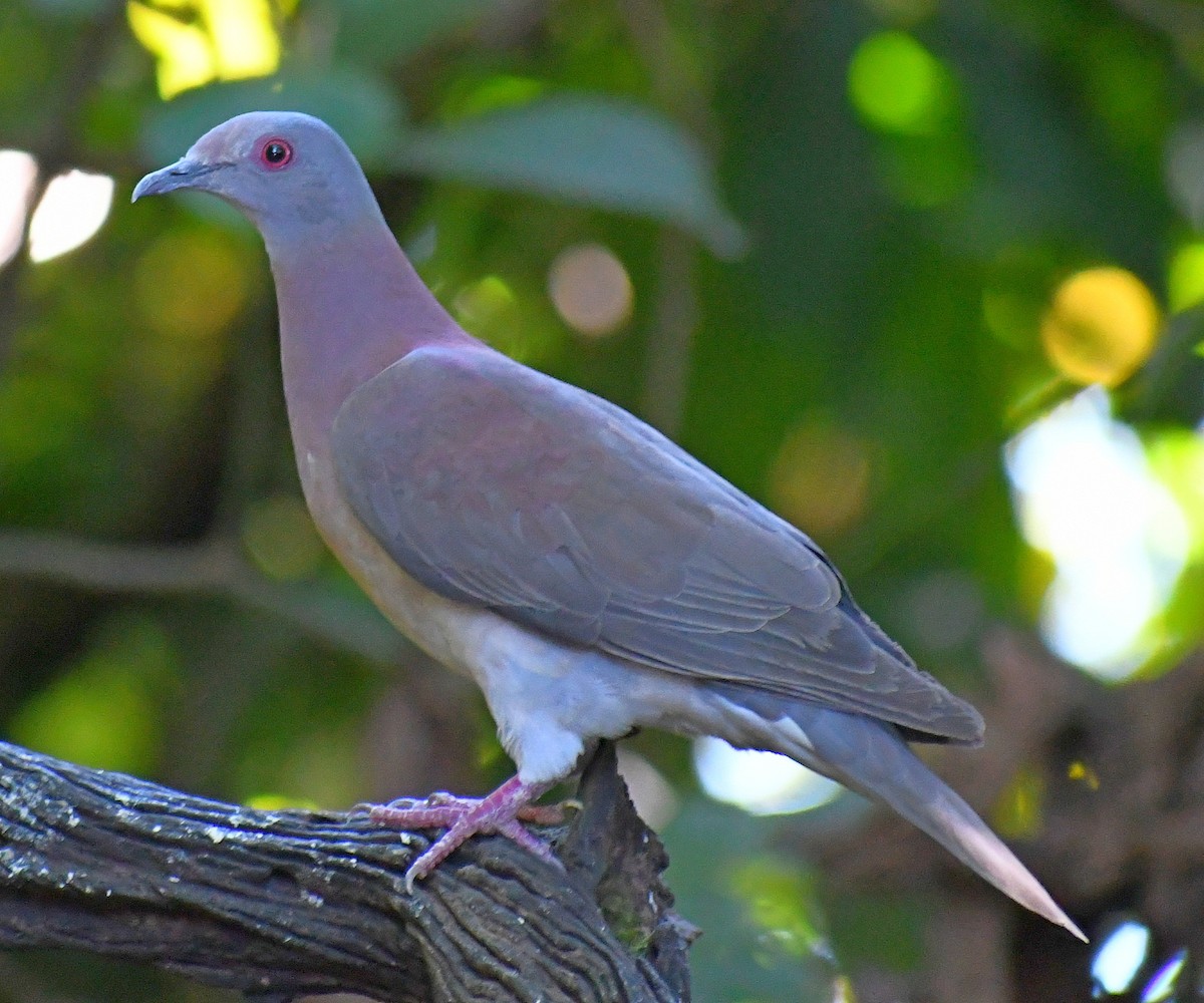 Pale-vented Pigeon - ML619642433