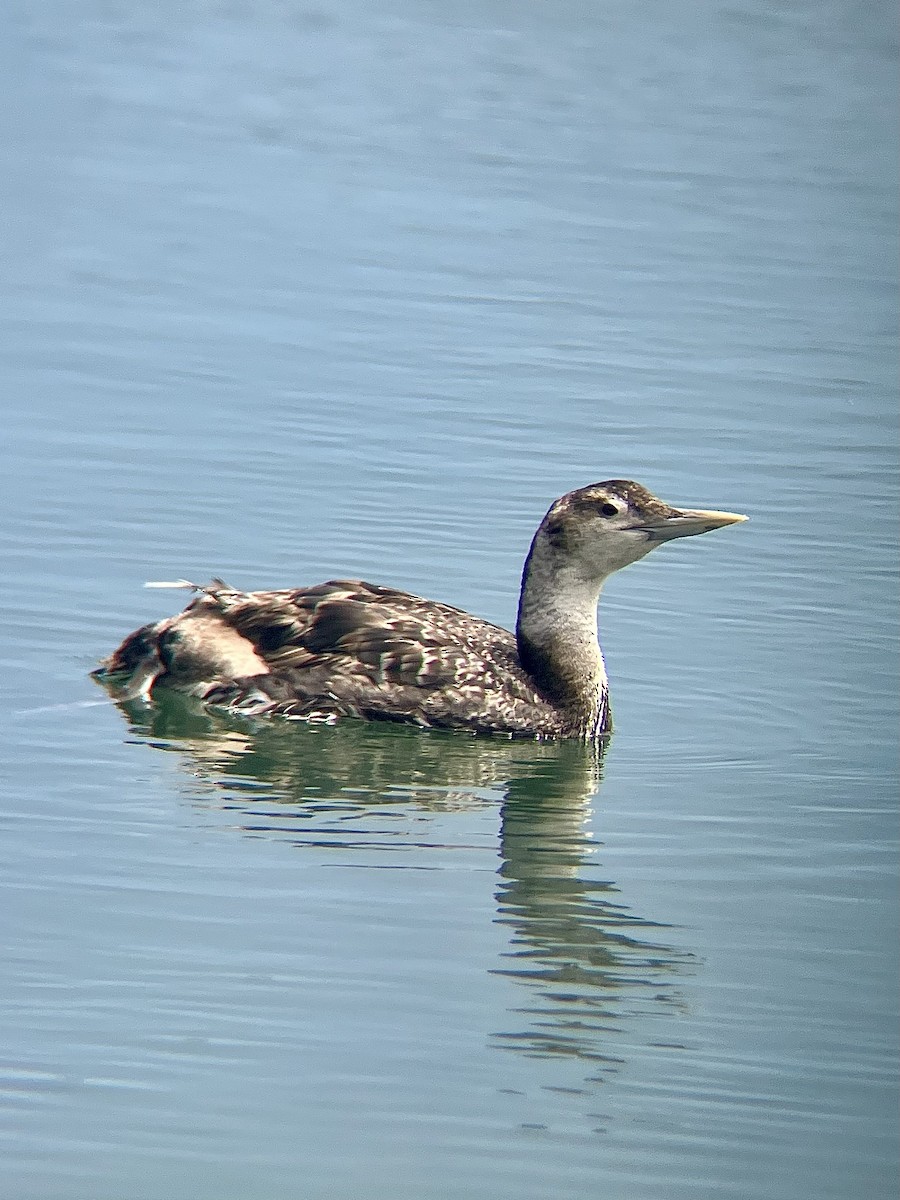 Yellow-billed Loon - ML619642439