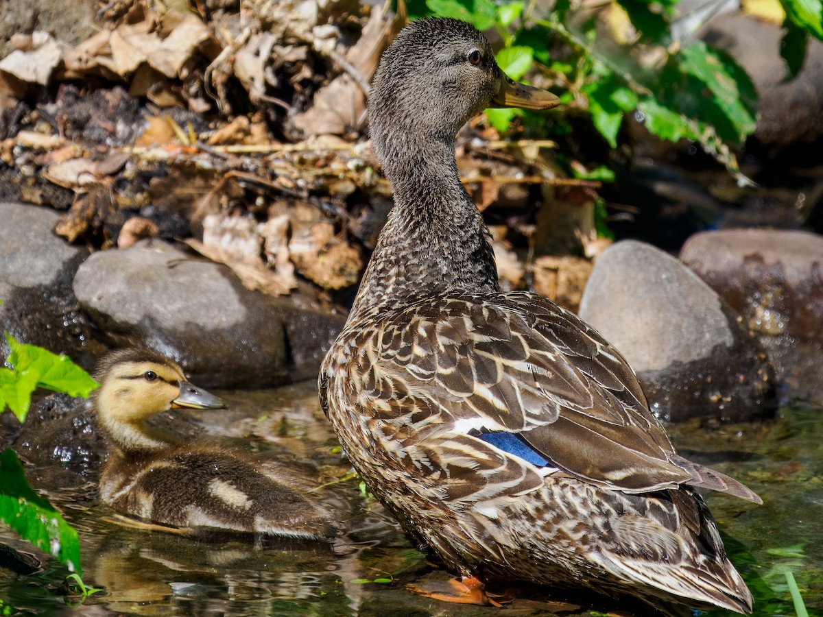 Mallard - Tony Doty