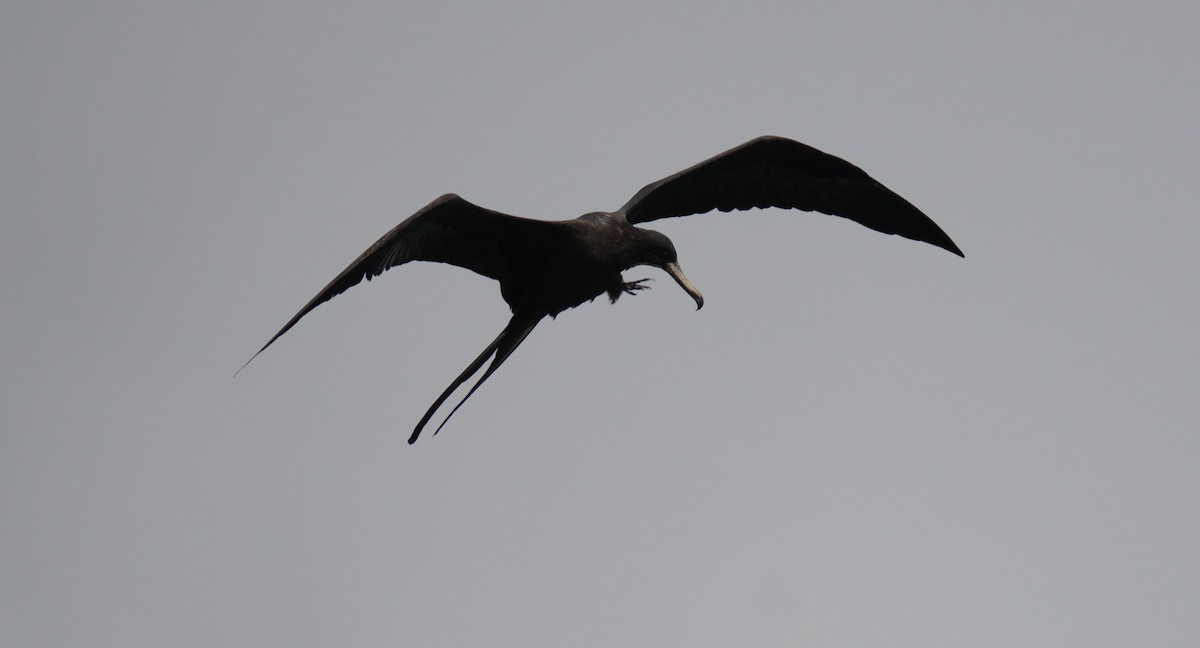 Magnificent Frigatebird - Romain Demarly