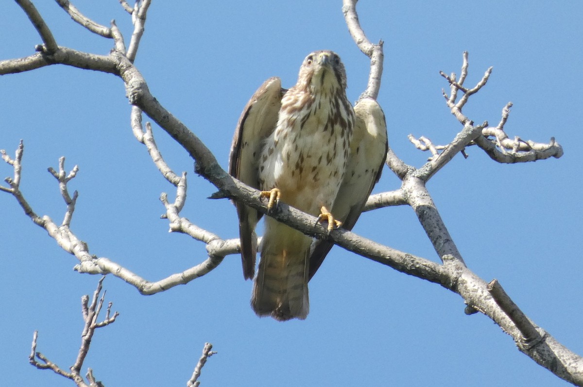 Broad-winged Hawk - ML619642454