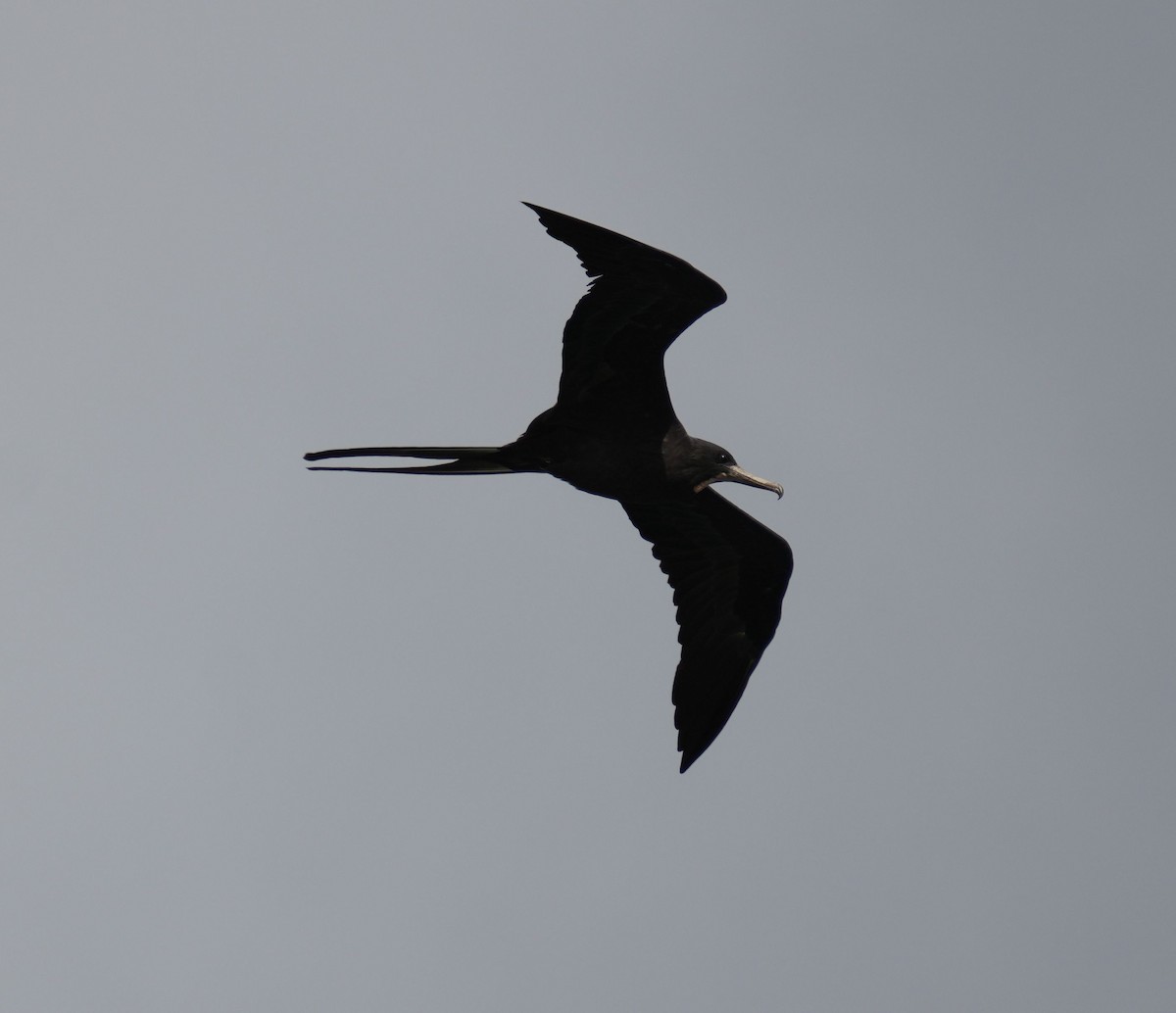 Magnificent Frigatebird - Romain Demarly