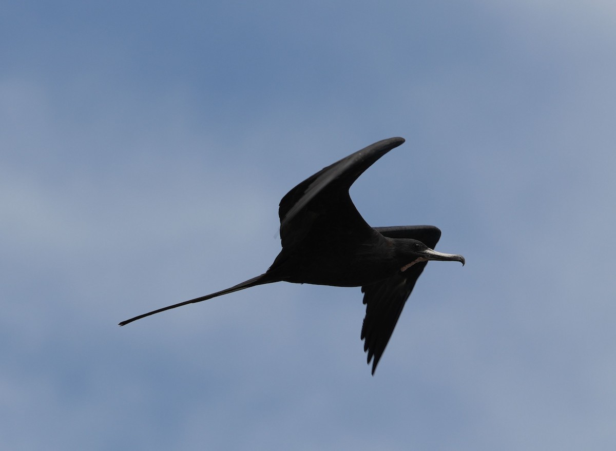 Magnificent Frigatebird - Romain Demarly