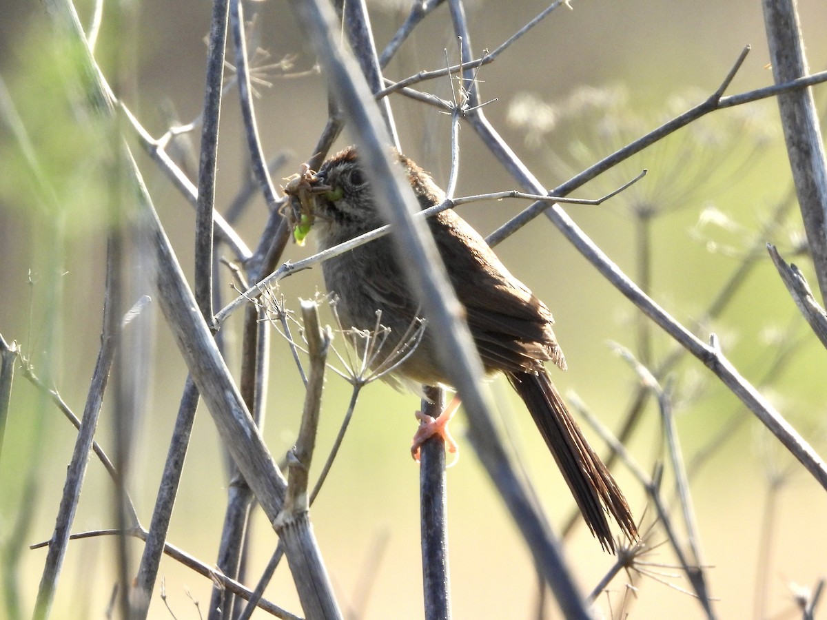 Rufous-crowned Sparrow - Christine Hogue