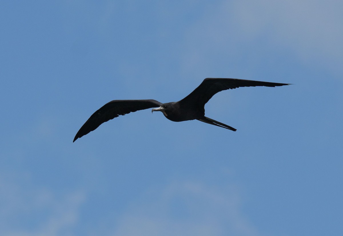 Magnificent Frigatebird - Romain Demarly