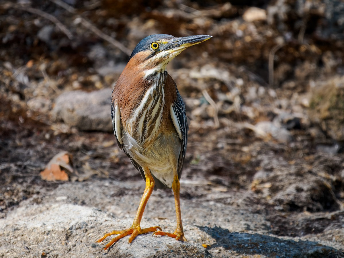 Green Heron - Tony Doty