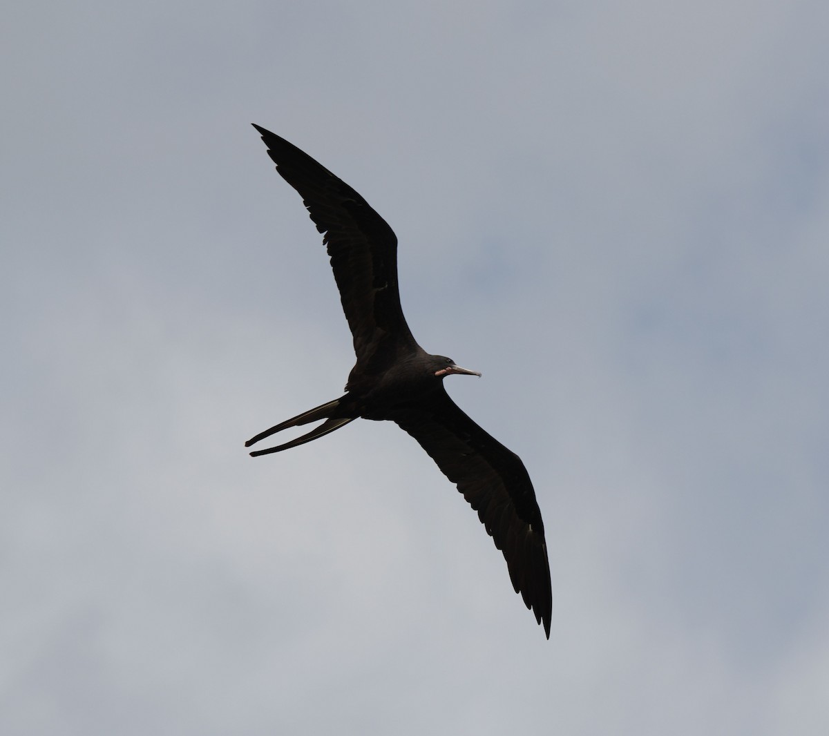 Magnificent Frigatebird - Romain Demarly