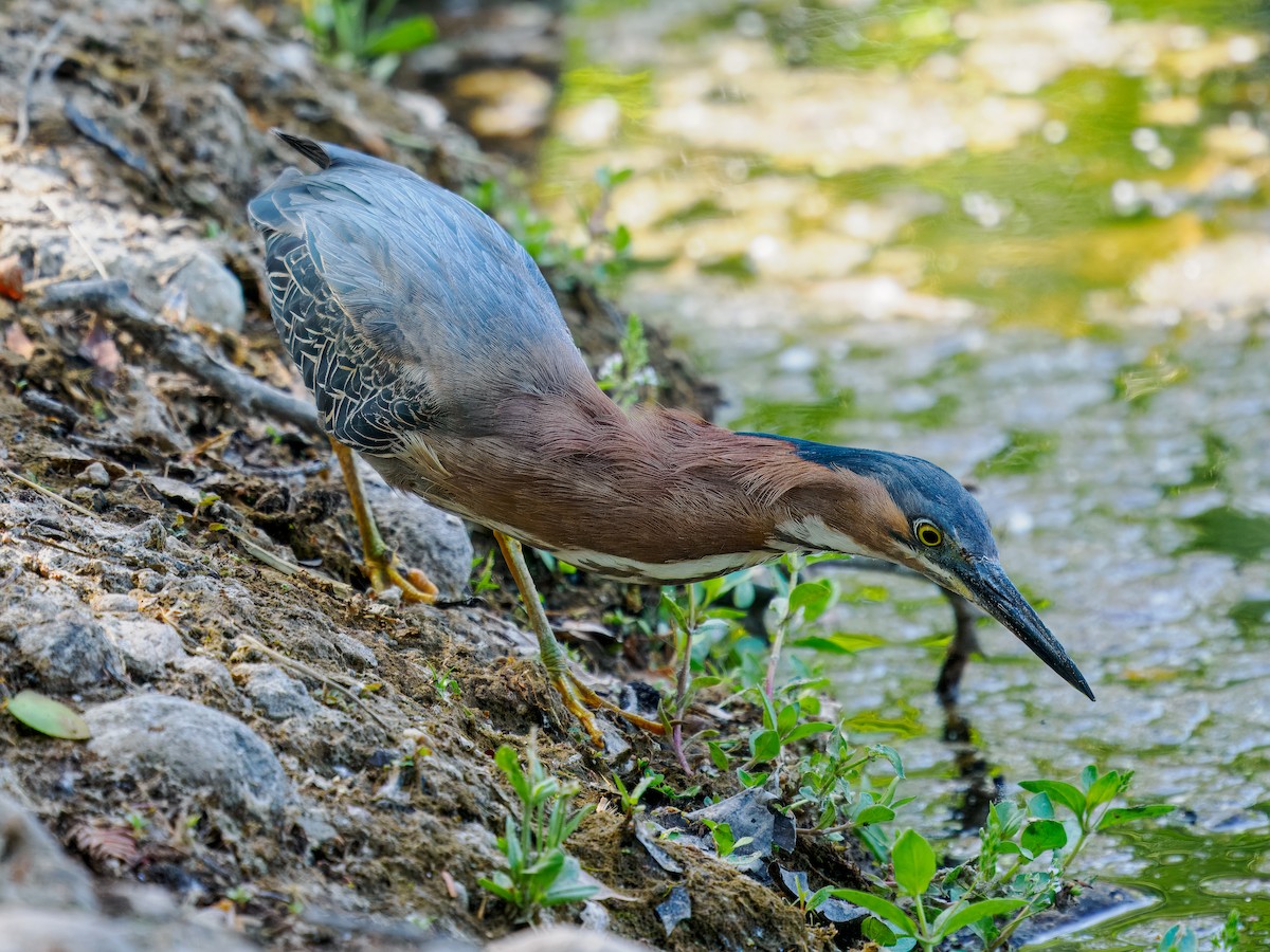 Green Heron - ML619642474