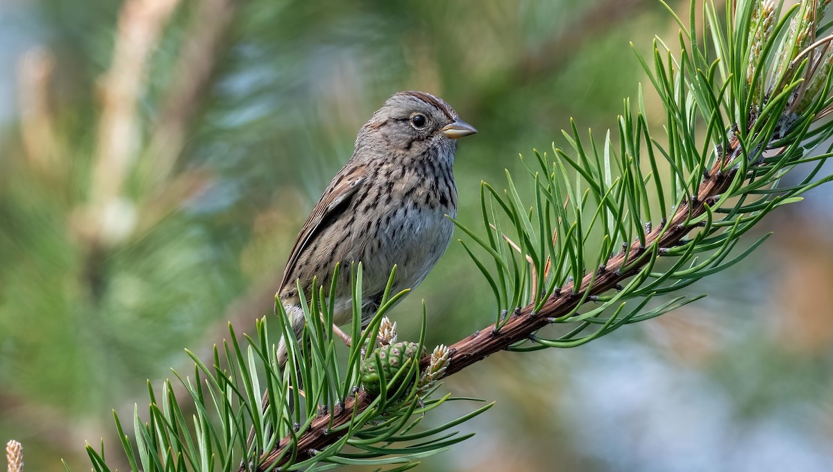 Lincoln's Sparrow - Yannick Fleury