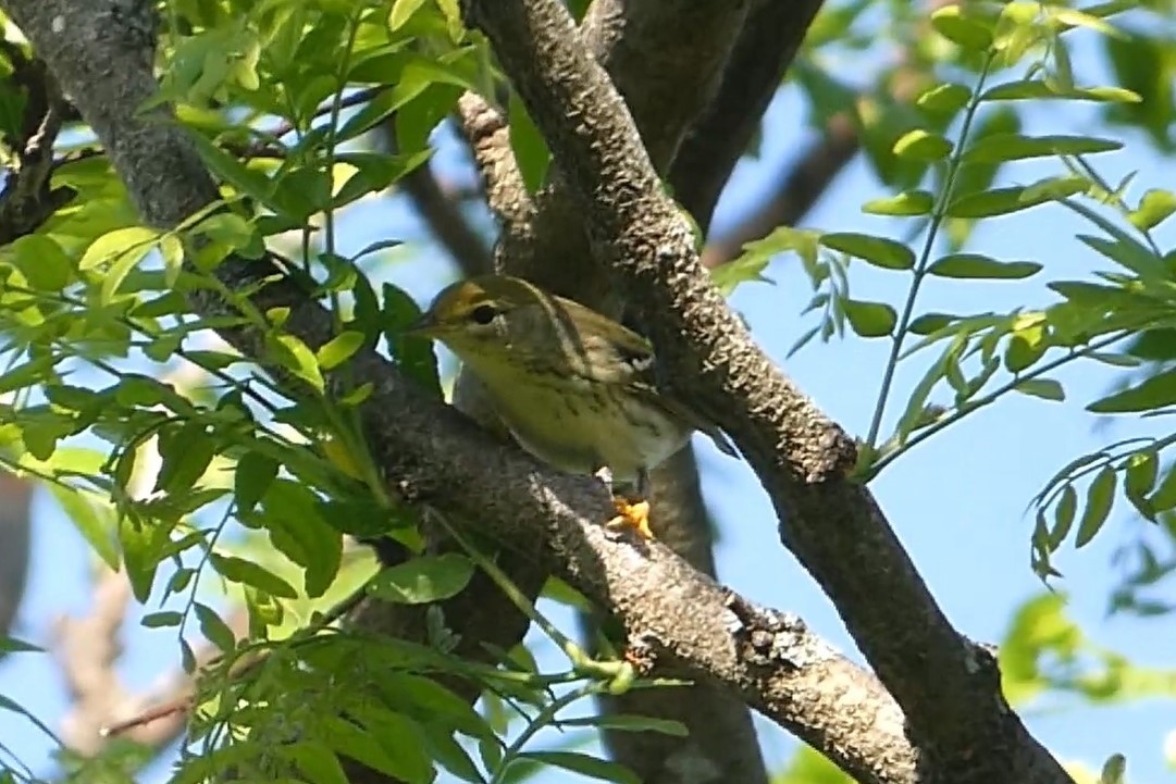 Blackpoll Warbler - ML619642484