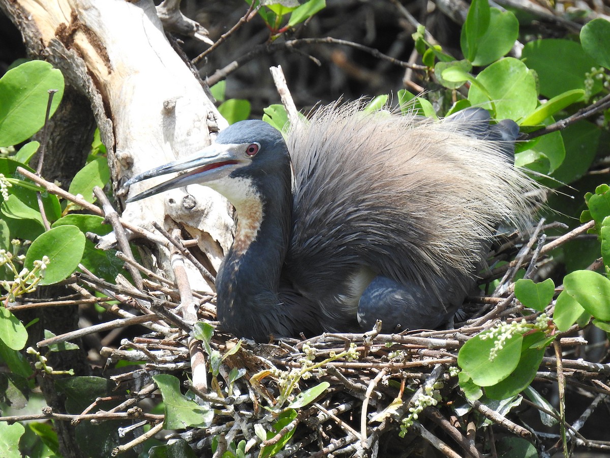 Tricolored Heron - ML619642486