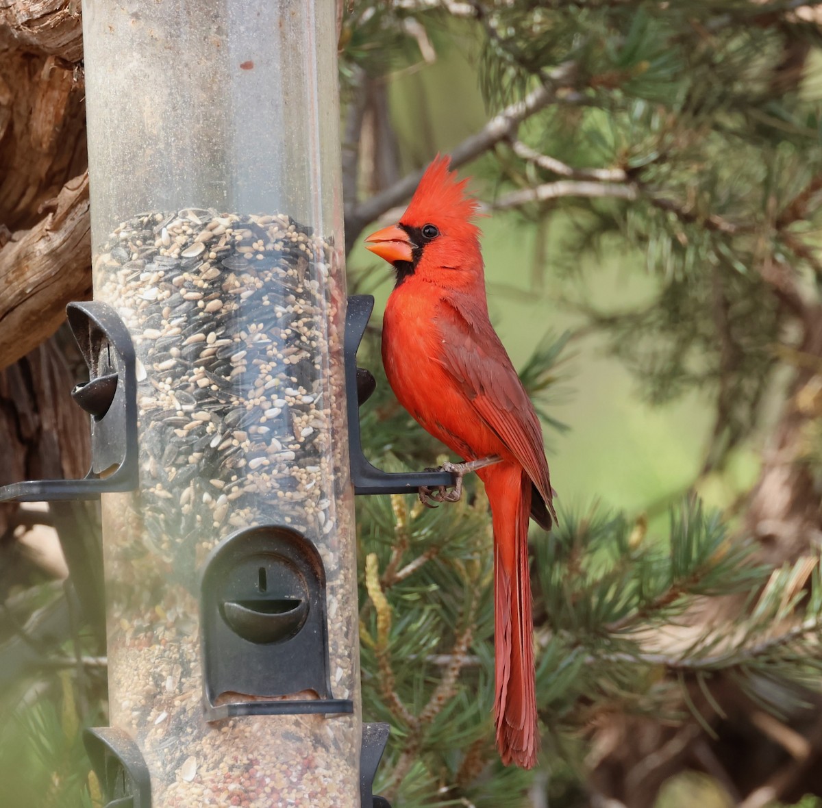 Northern Cardinal - Jeffrey Thomas