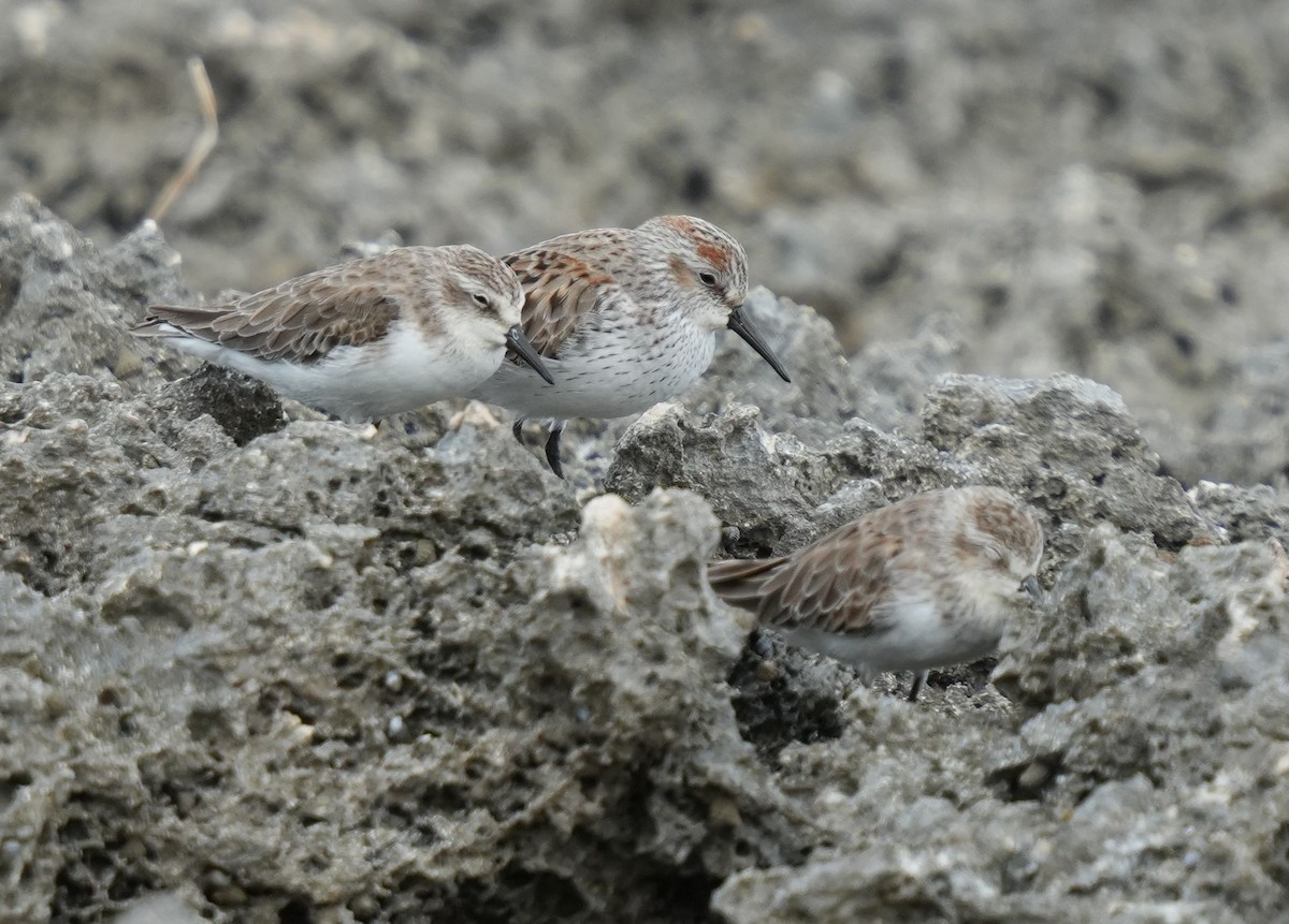 Western Sandpiper - Romain Demarly