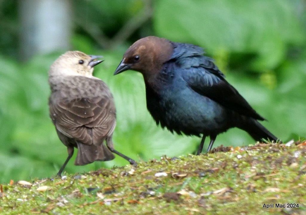 Brown-headed Cowbird - ML619642500