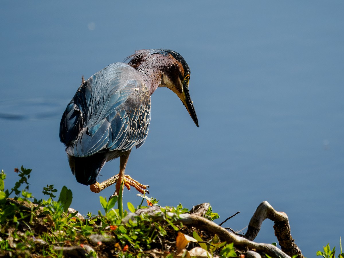 Green Heron - Tony Doty