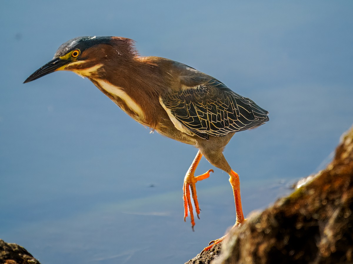 Green Heron - Tony Doty