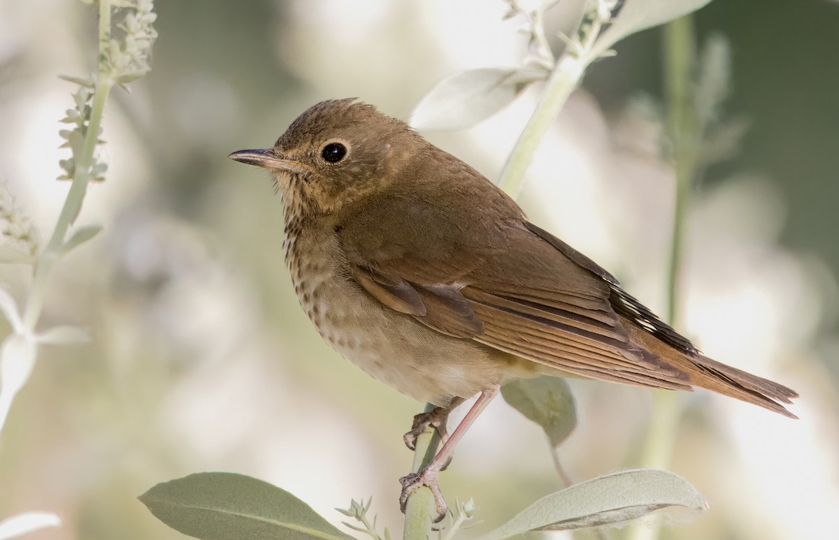 Swainson's Thrush - Daniel Ward