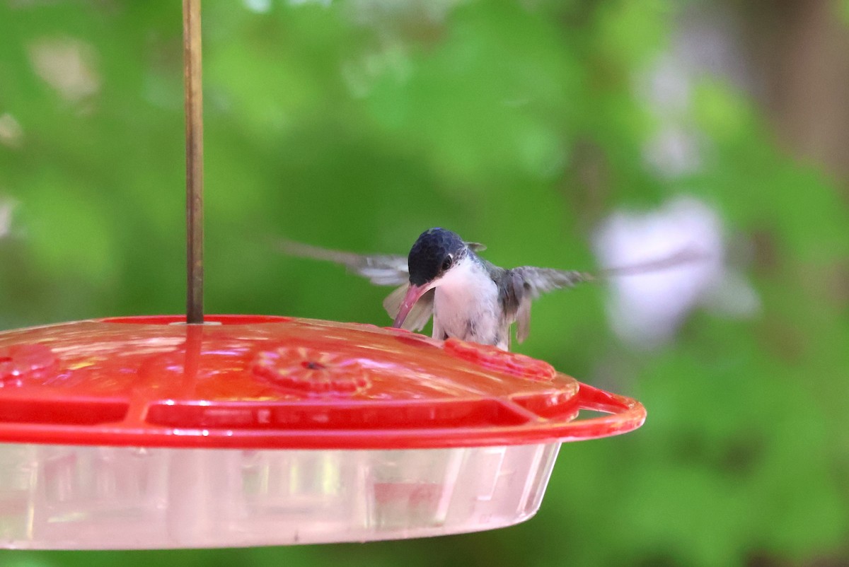 Violet-crowned Hummingbird - Tricia Vesely