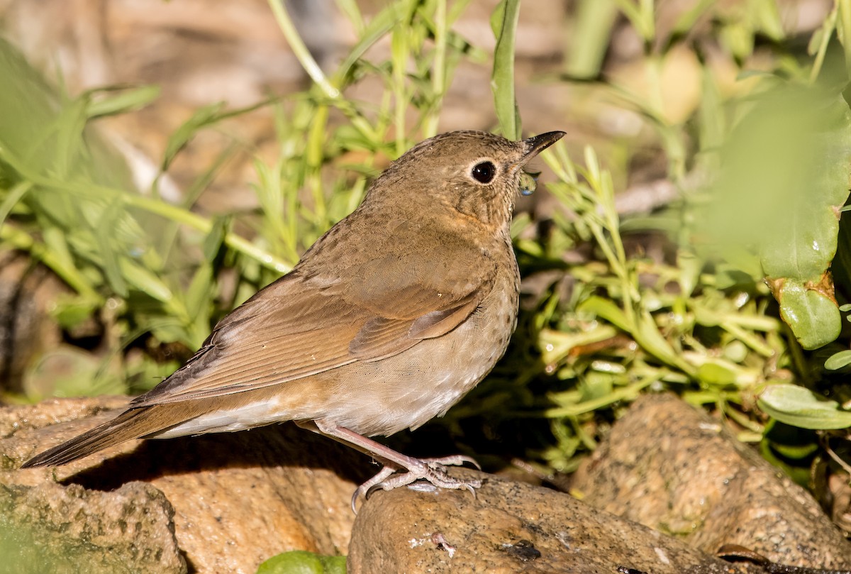 Swainson's Thrush - Daniel Ward