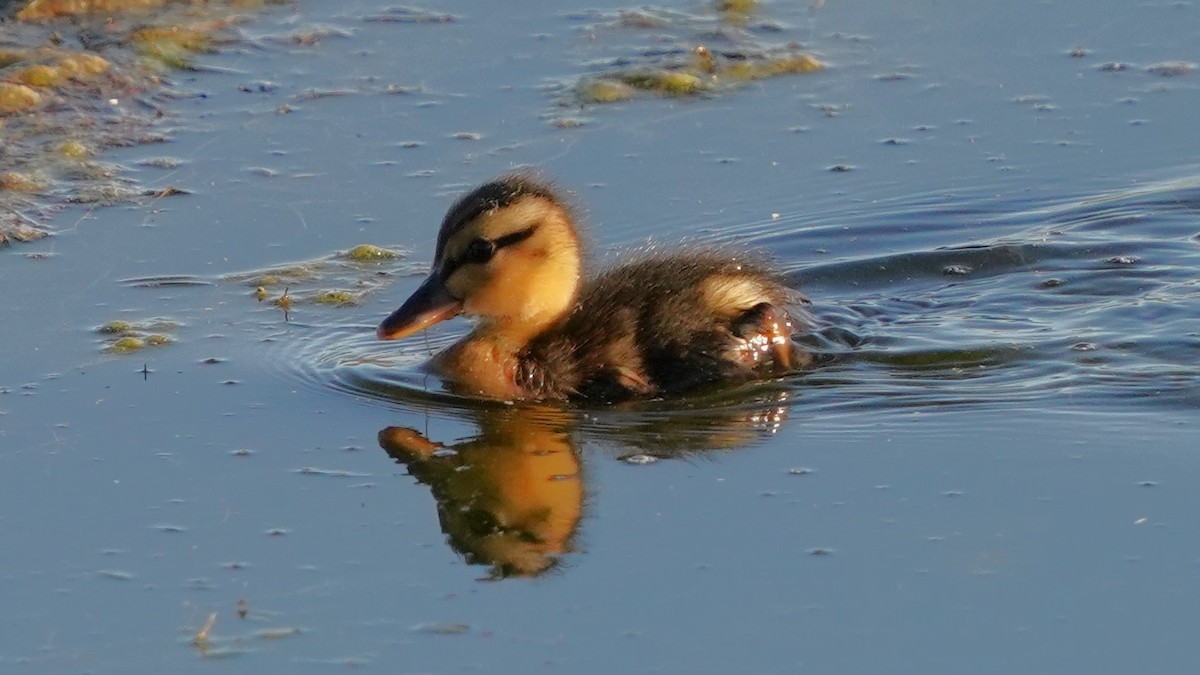 Mallard - Richard Block