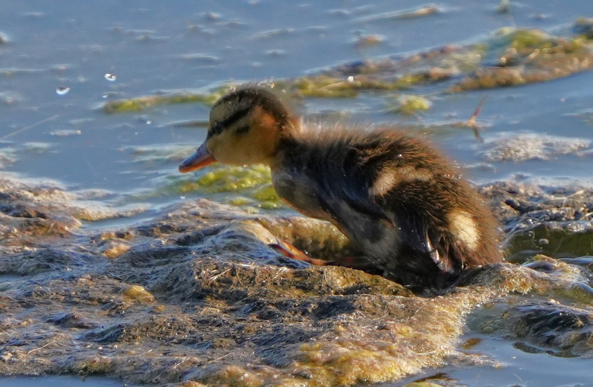 Mallard - Richard Block