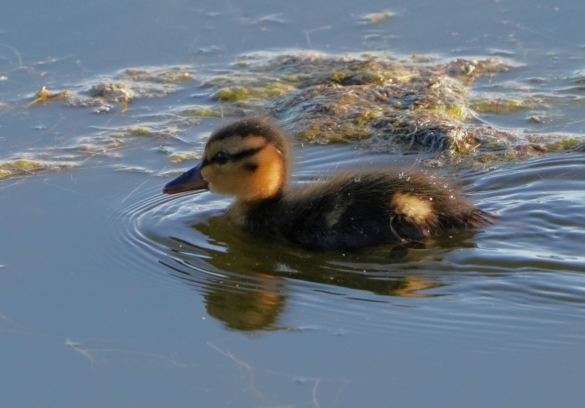 Mallard - Richard Block