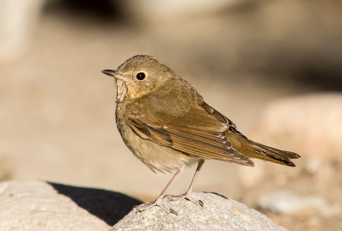 Swainson's Thrush - Daniel Ward