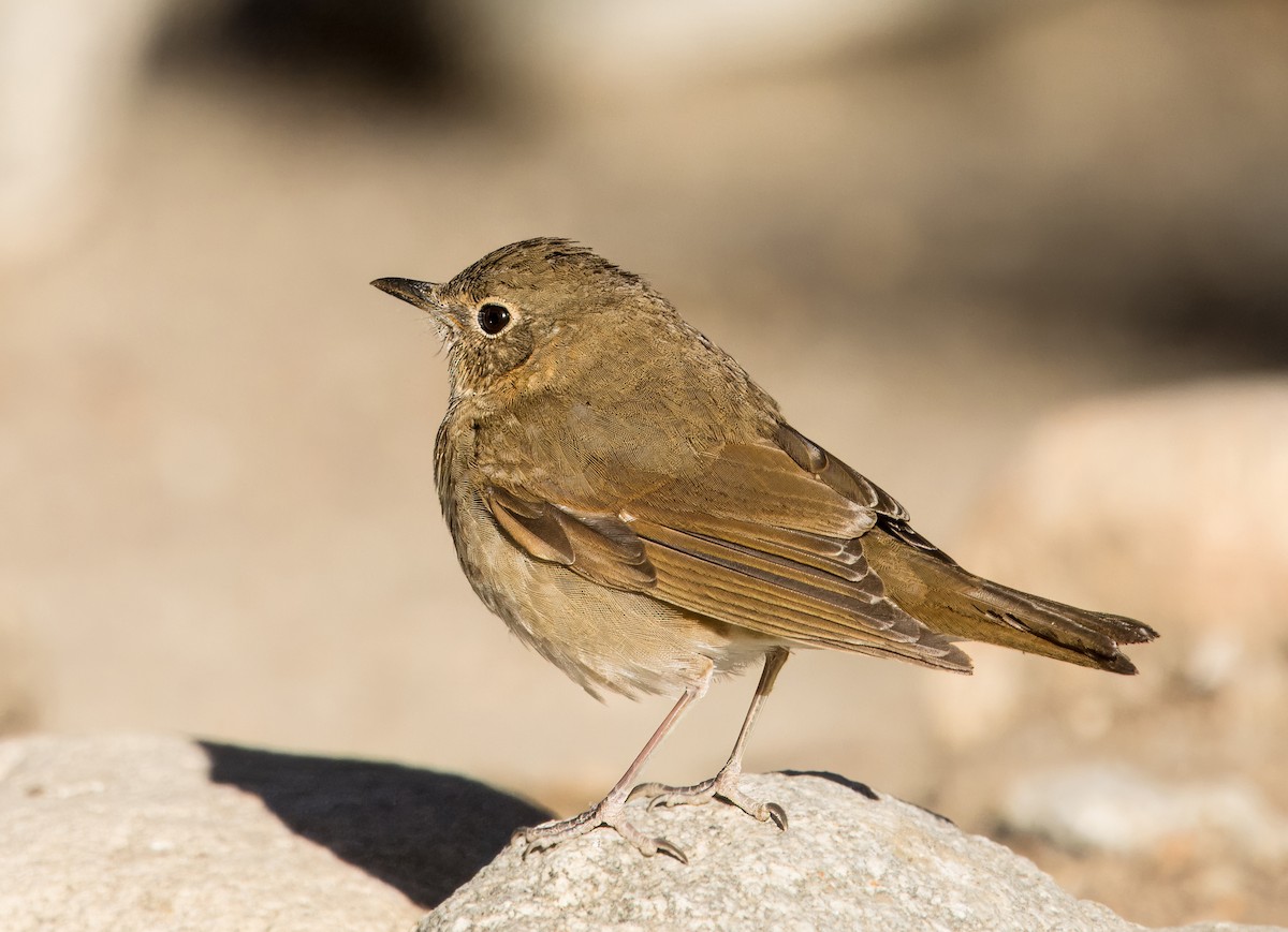 Swainson's Thrush - Daniel Ward