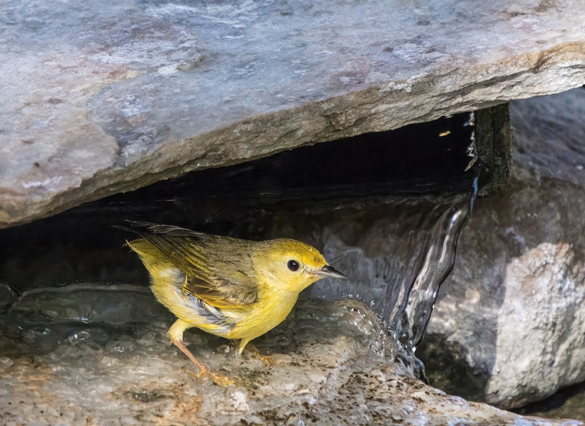 Yellow Warbler - Daniel Ward