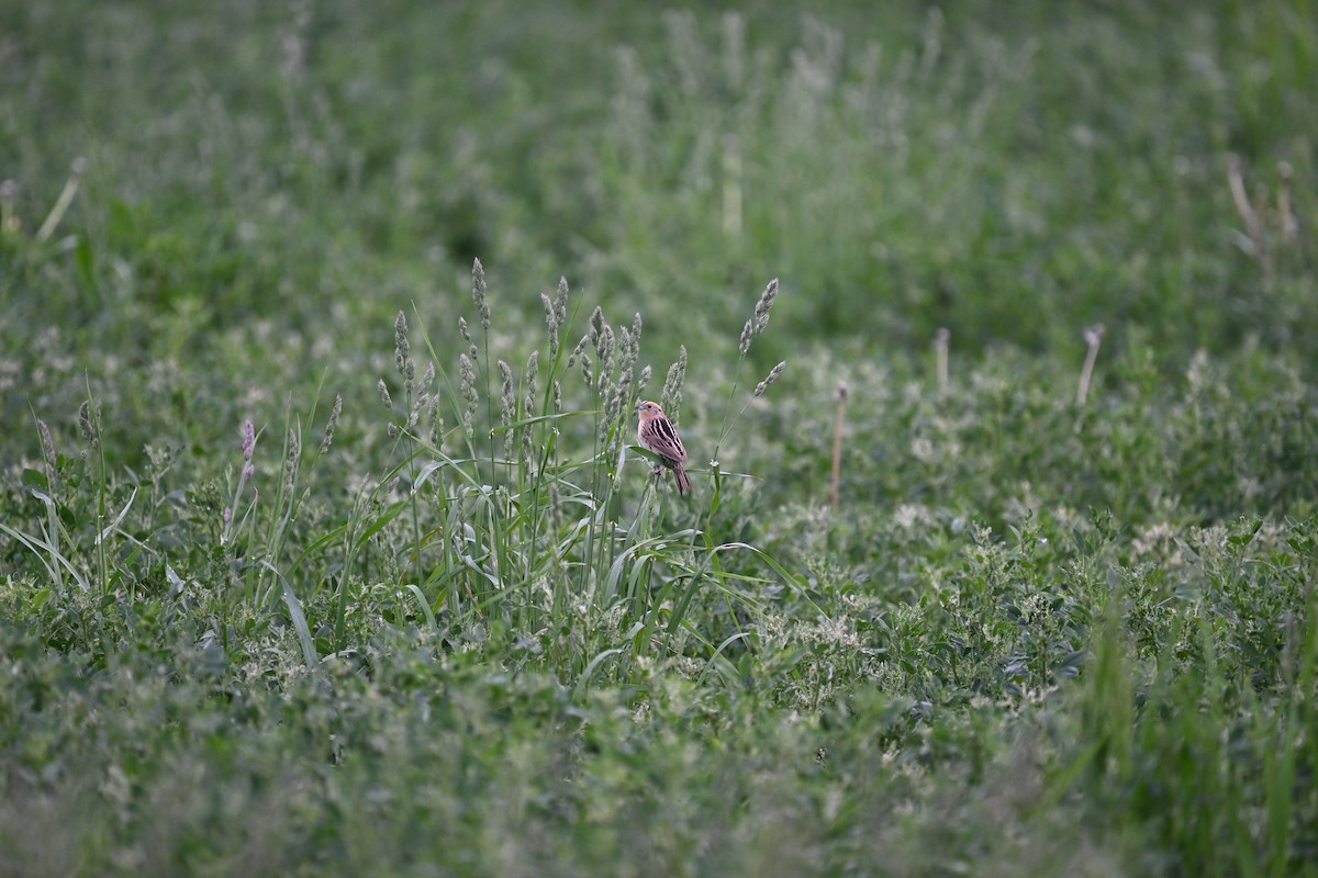 LeConte's Sparrow - ML619642527