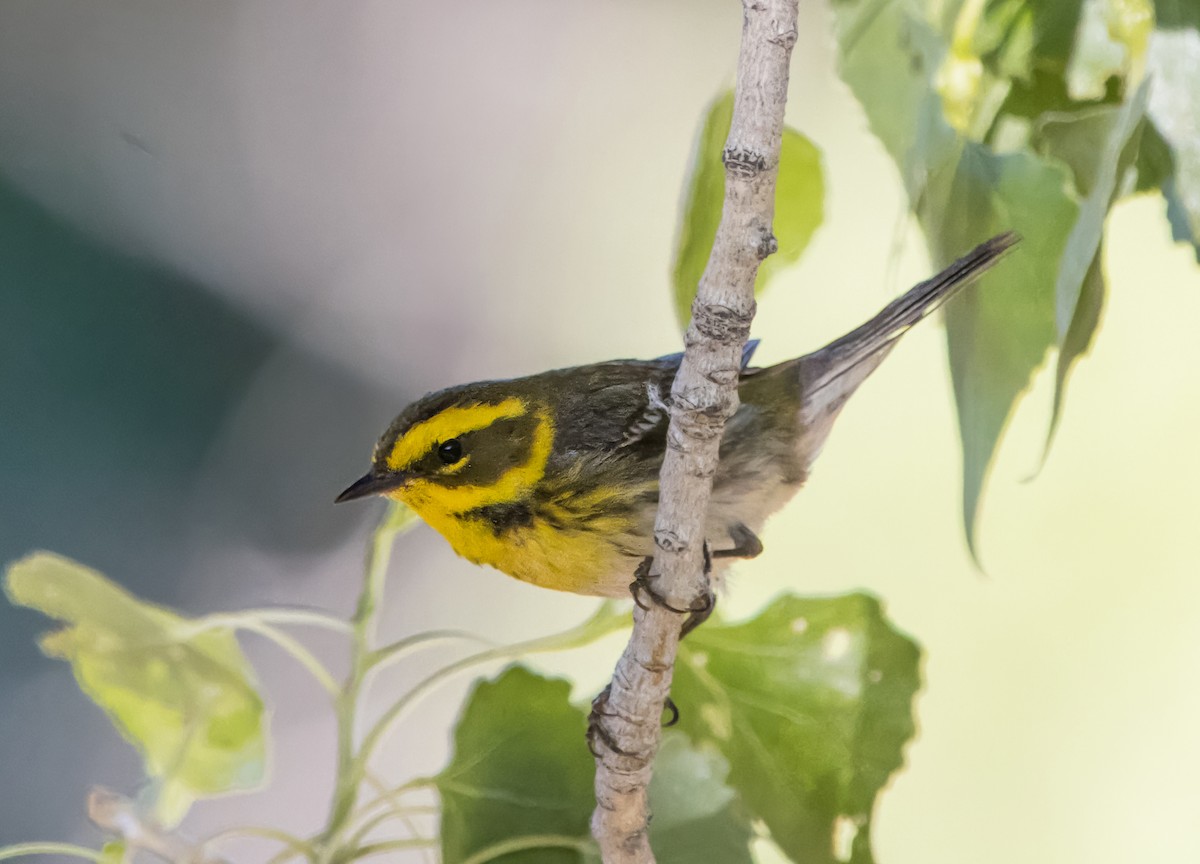 Townsend's Warbler - Daniel Ward