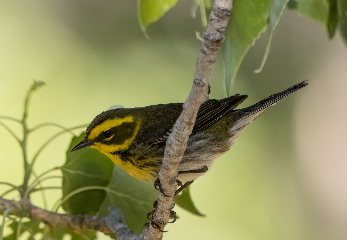 Townsend's Warbler - Daniel Ward