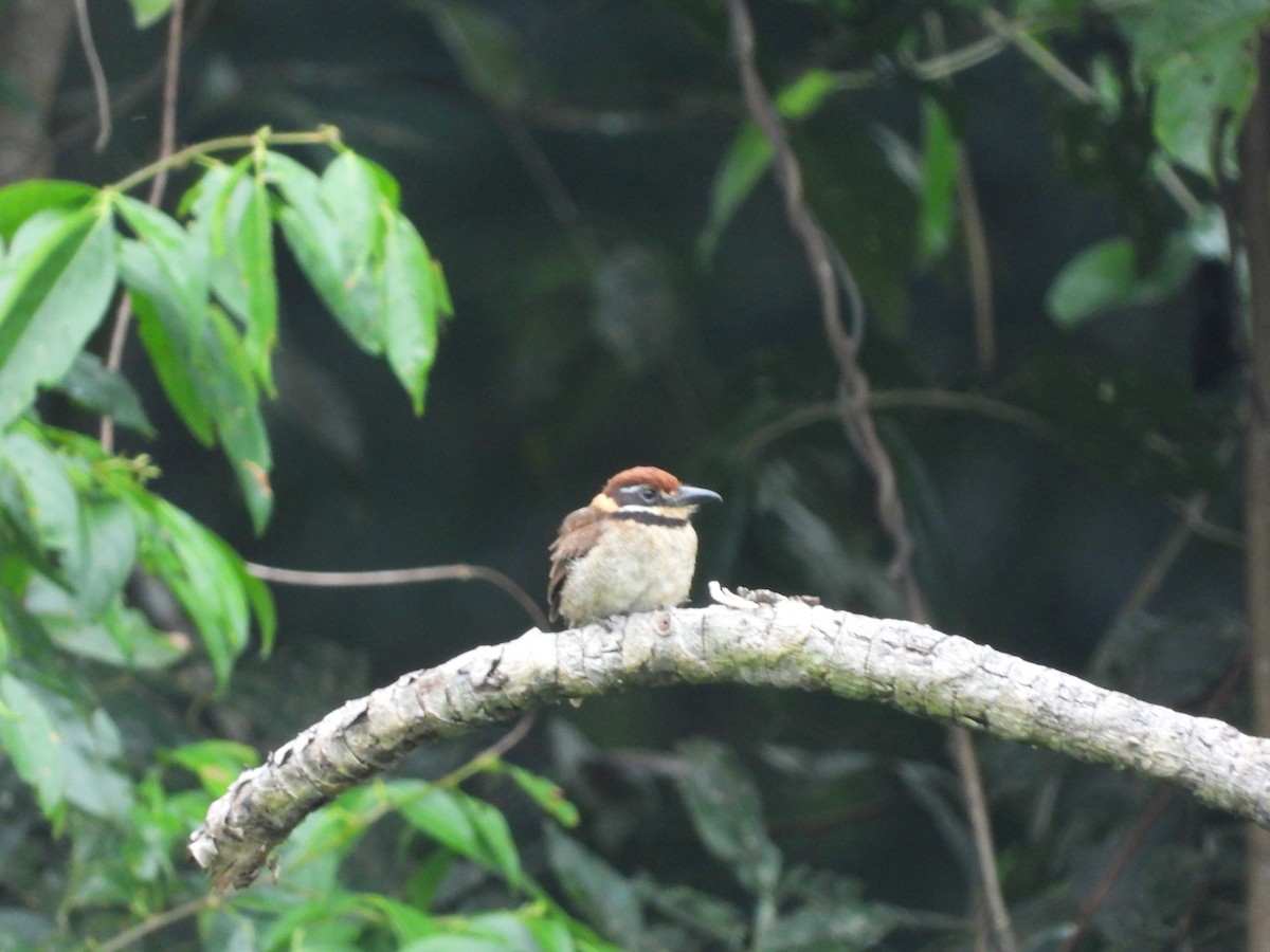 Chestnut-capped Puffbird - Juan Aguilar