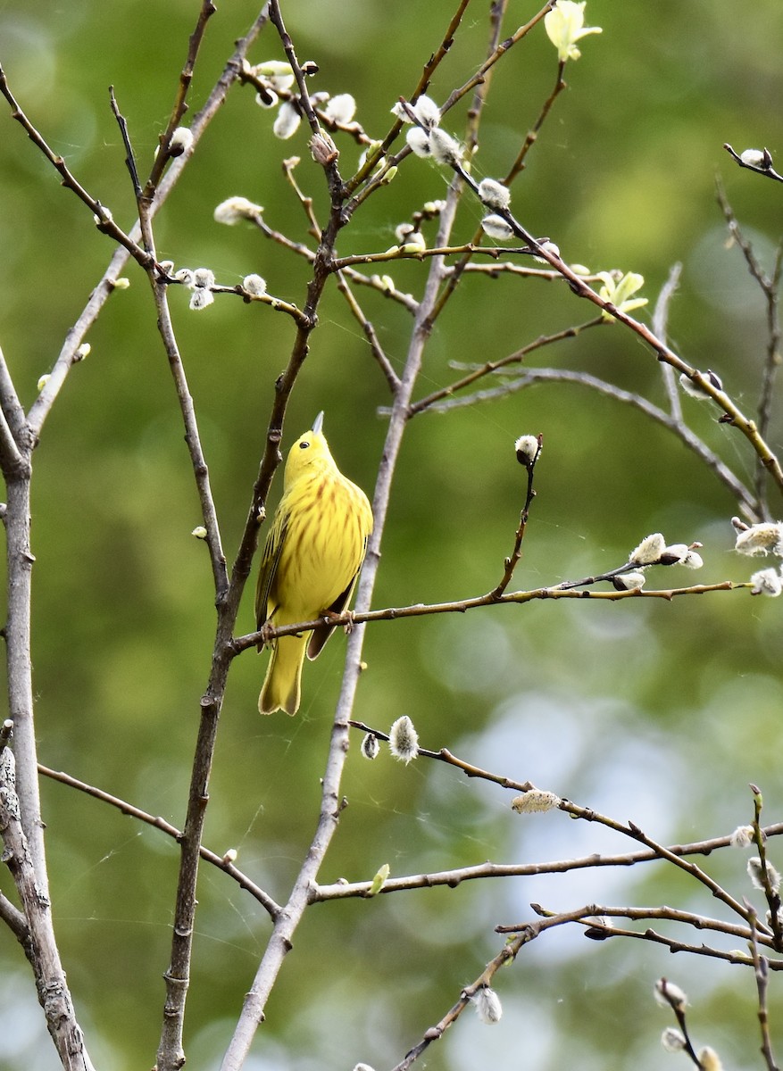Yellow Warbler - ML619642536