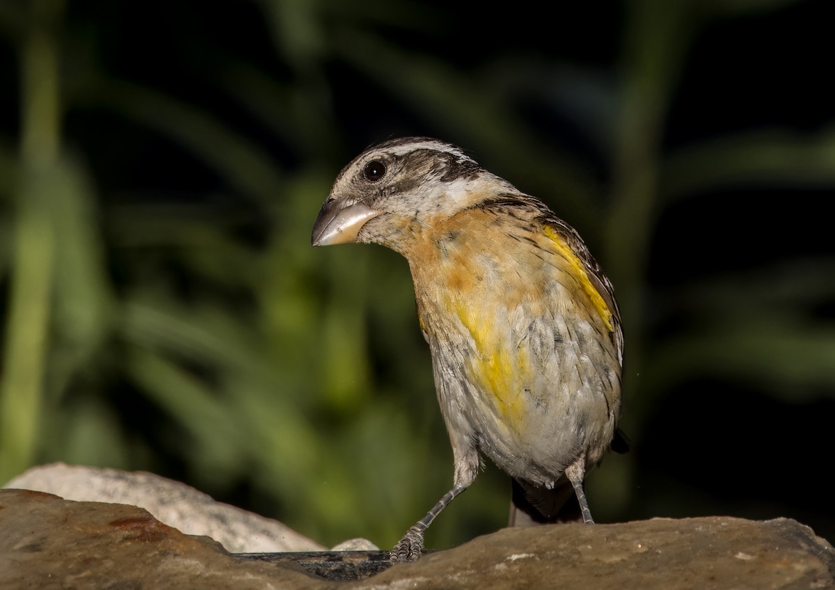 Black-headed Grosbeak - Daniel Ward