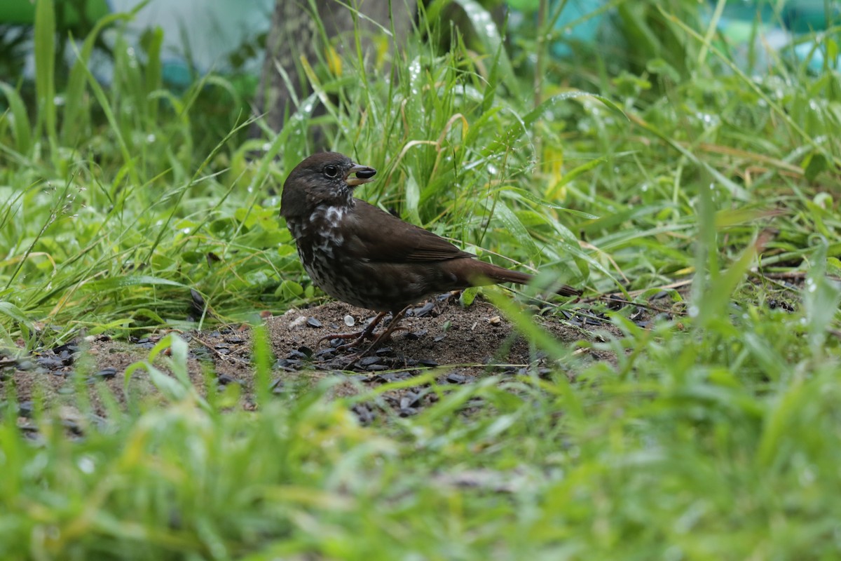 Fox Sparrow - Joachim Gonzalez