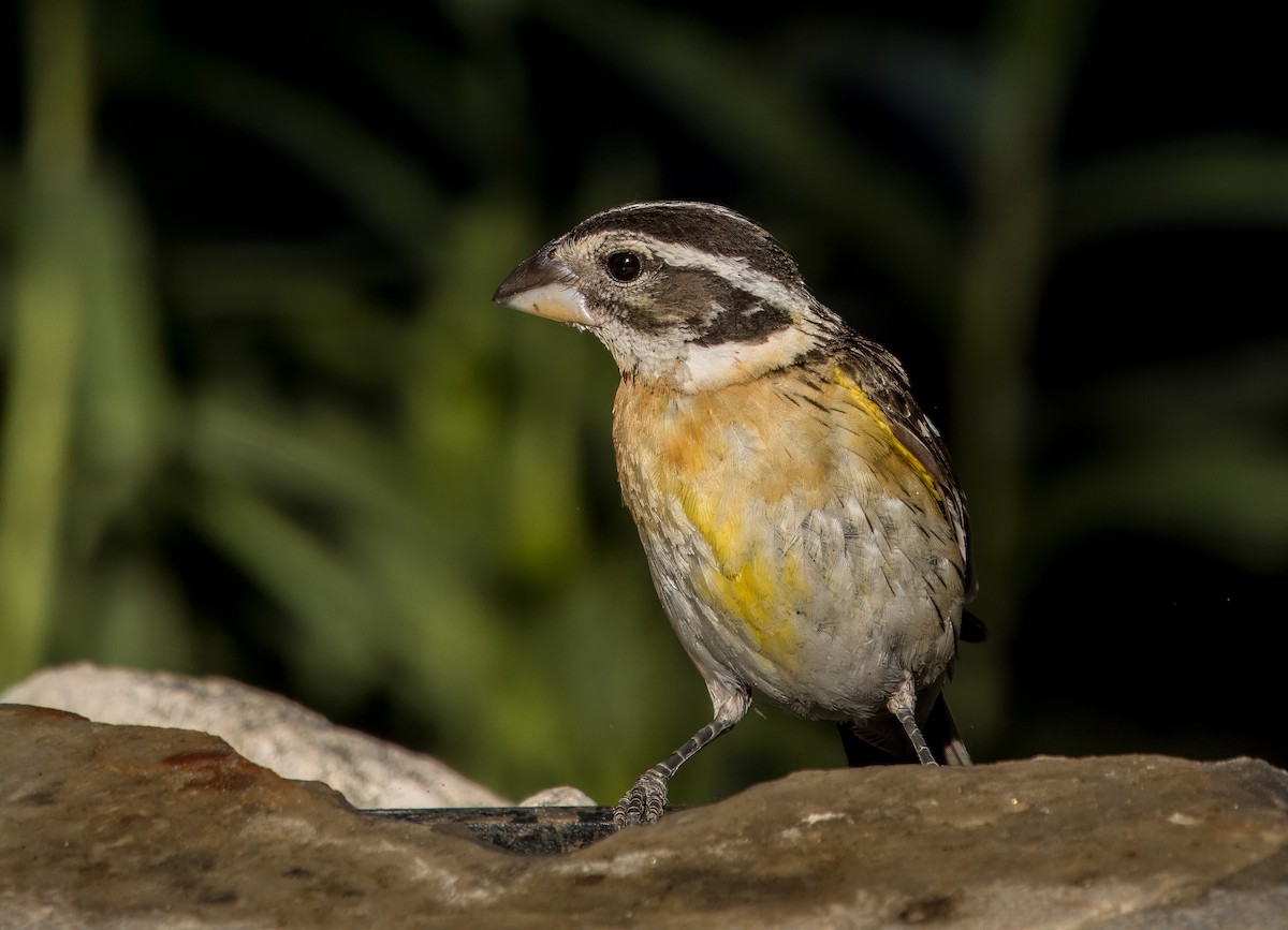 Black-headed Grosbeak - Daniel Ward