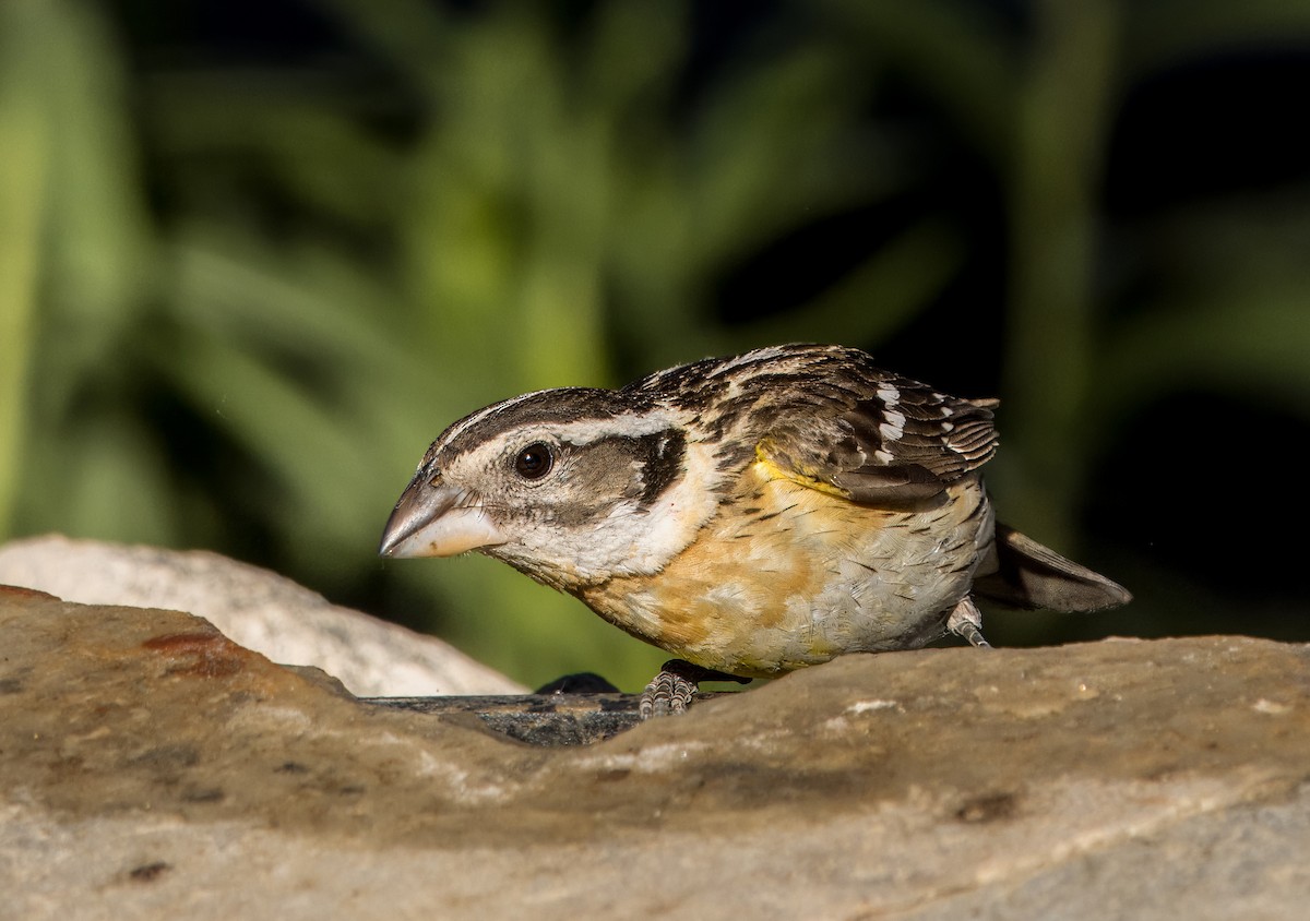 Black-headed Grosbeak - Daniel Ward