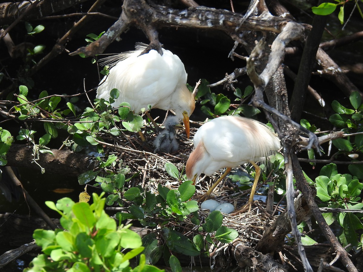 Western Cattle Egret - ML619642545