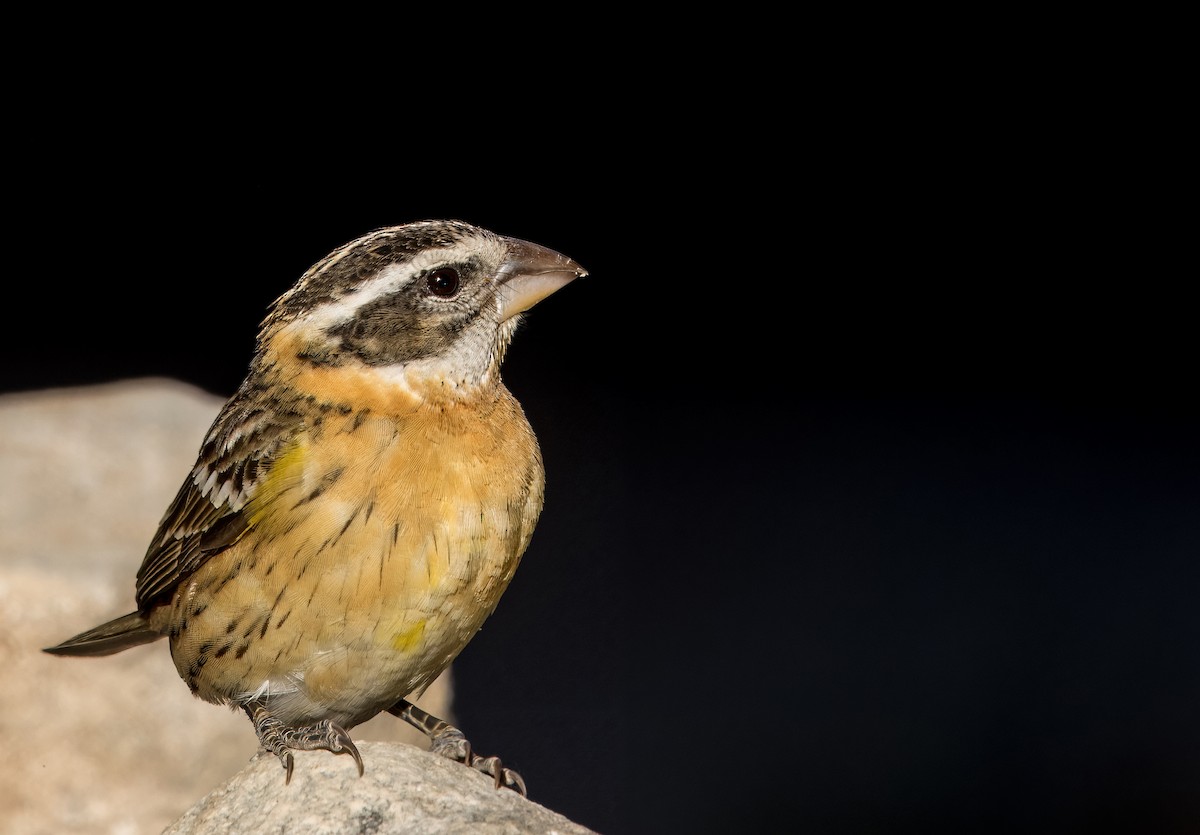 Black-headed Grosbeak - Daniel Ward