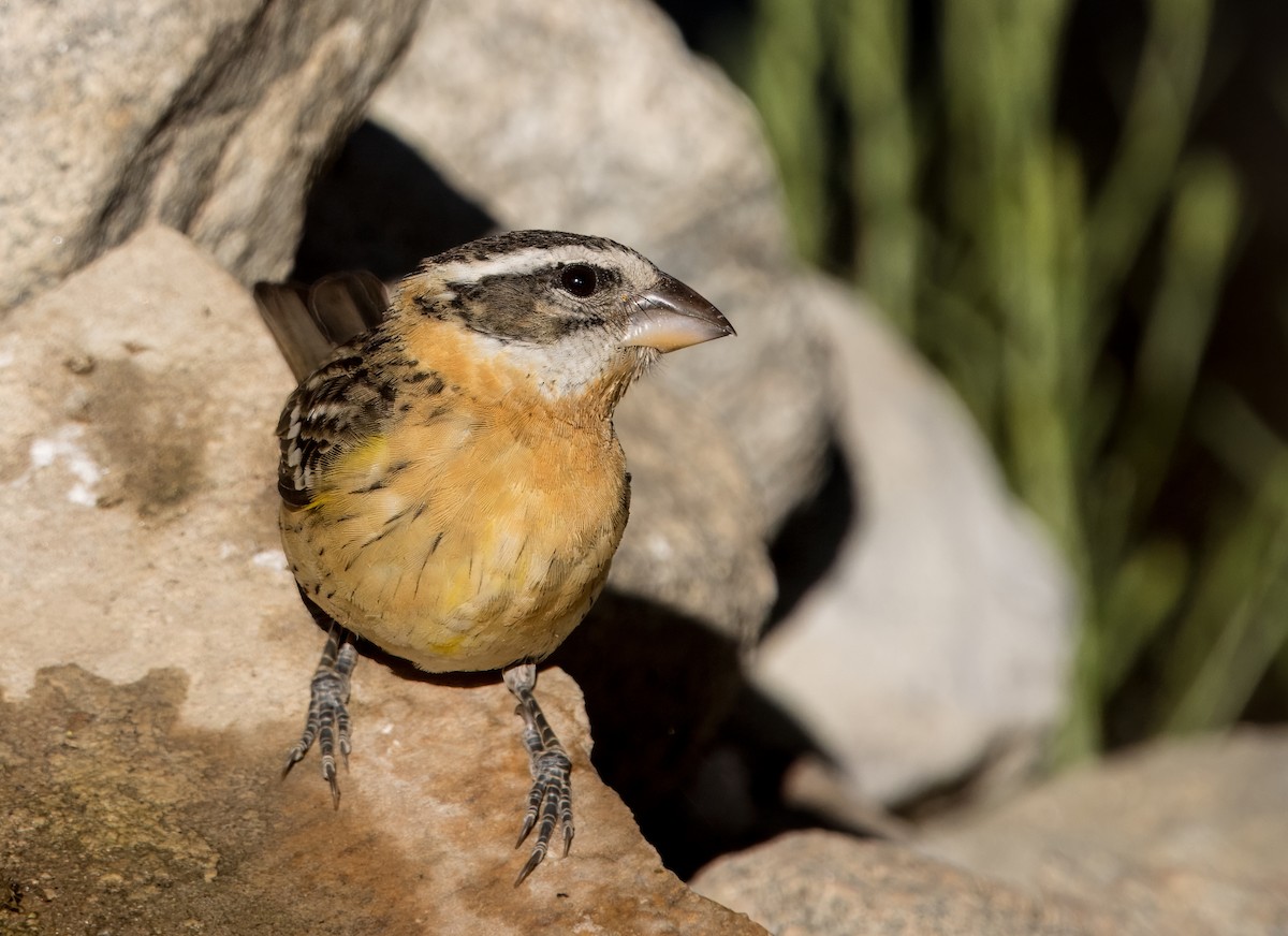 Black-headed Grosbeak - Daniel Ward