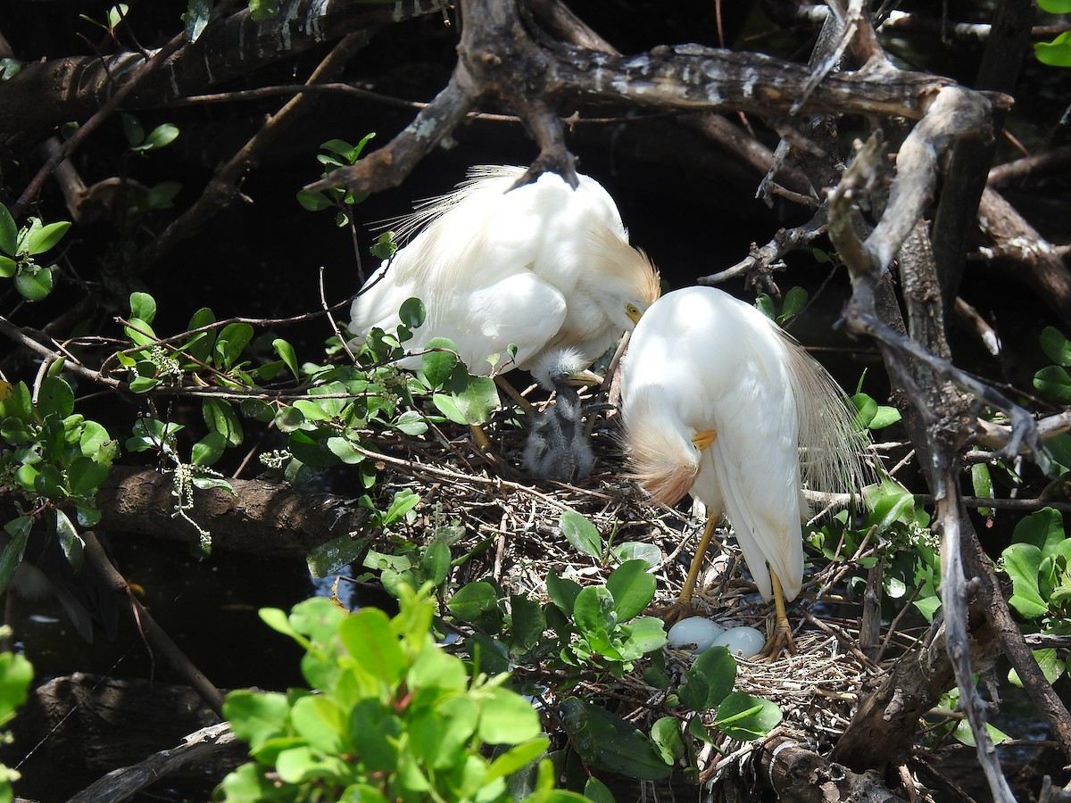 Western Cattle Egret - Coral Avilés Santiago