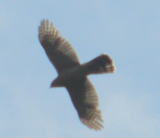 Accipiter sp. - Suzanne Sullivan