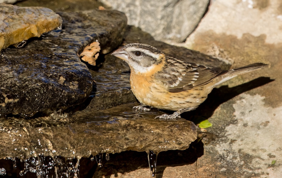 Black-headed Grosbeak - Daniel Ward