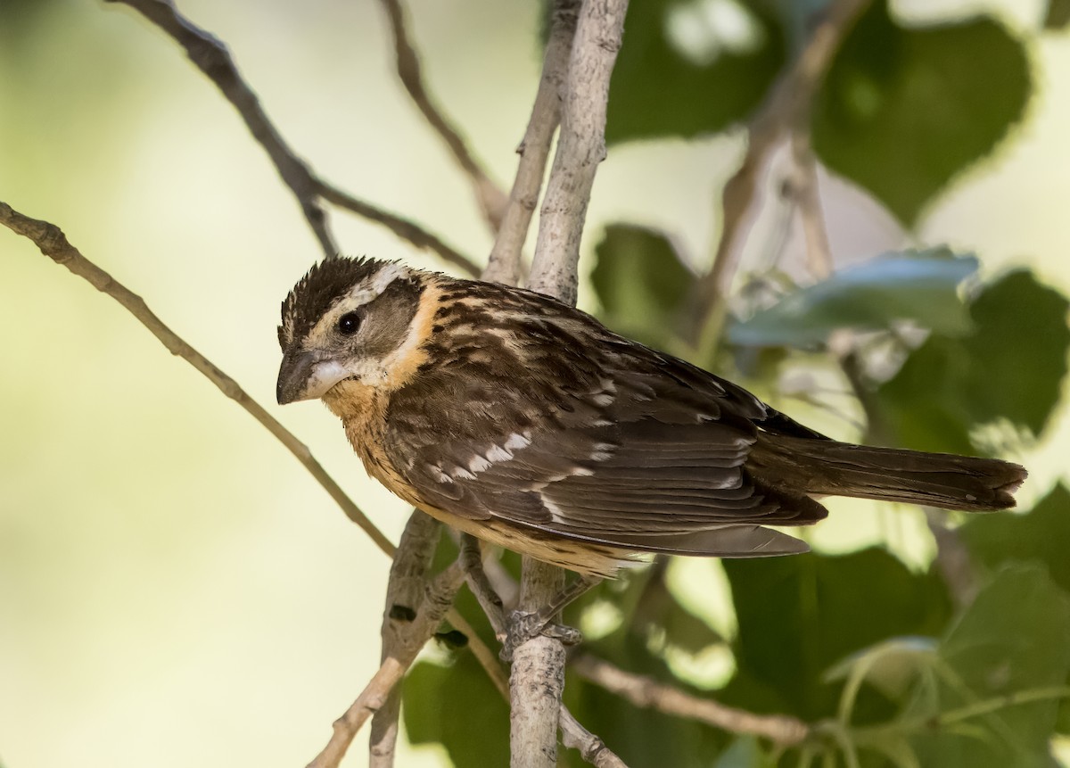 Black-headed Grosbeak - Daniel Ward