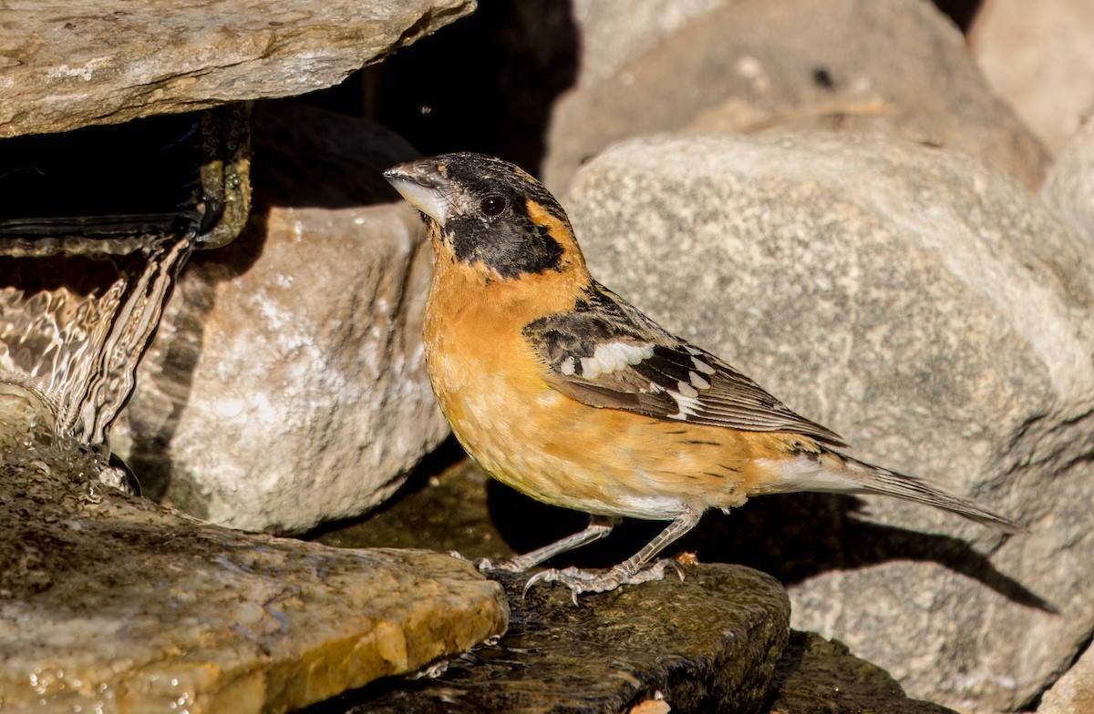 Black-headed Grosbeak - Daniel Ward