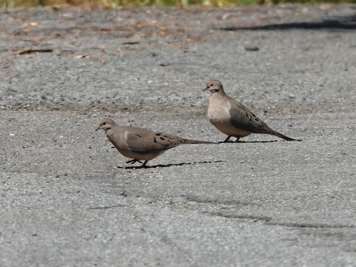 Mourning Dove - Norman Uyeda