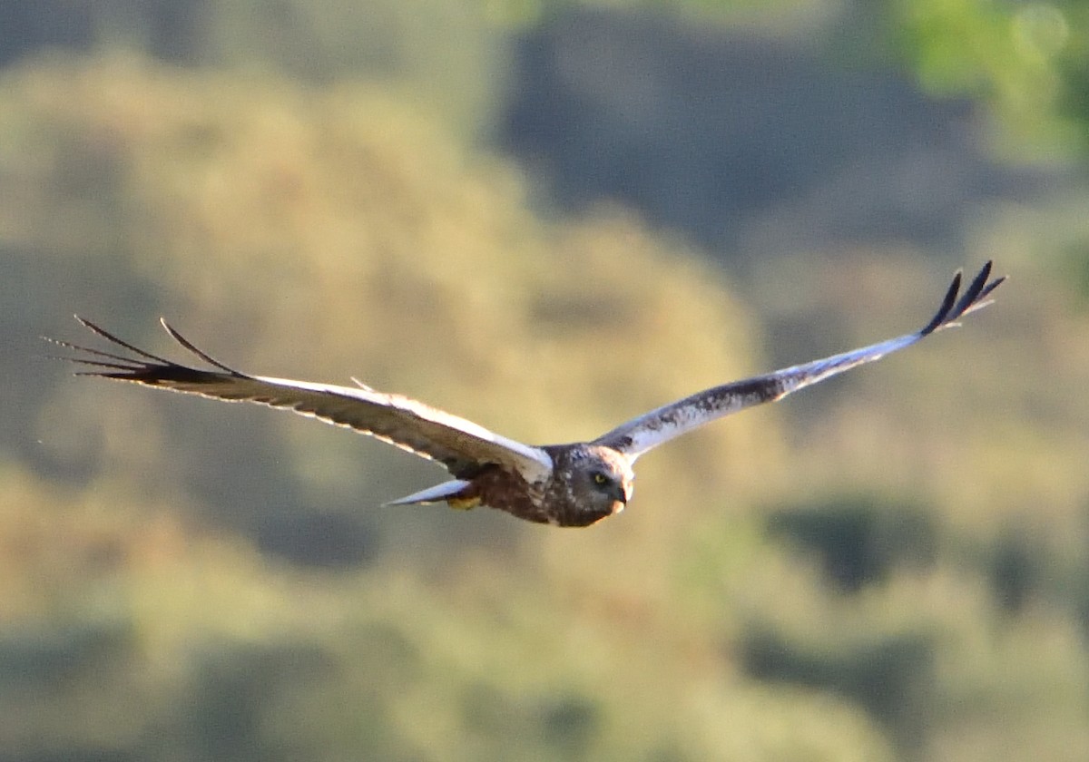 Western Marsh Harrier - Mu Sano