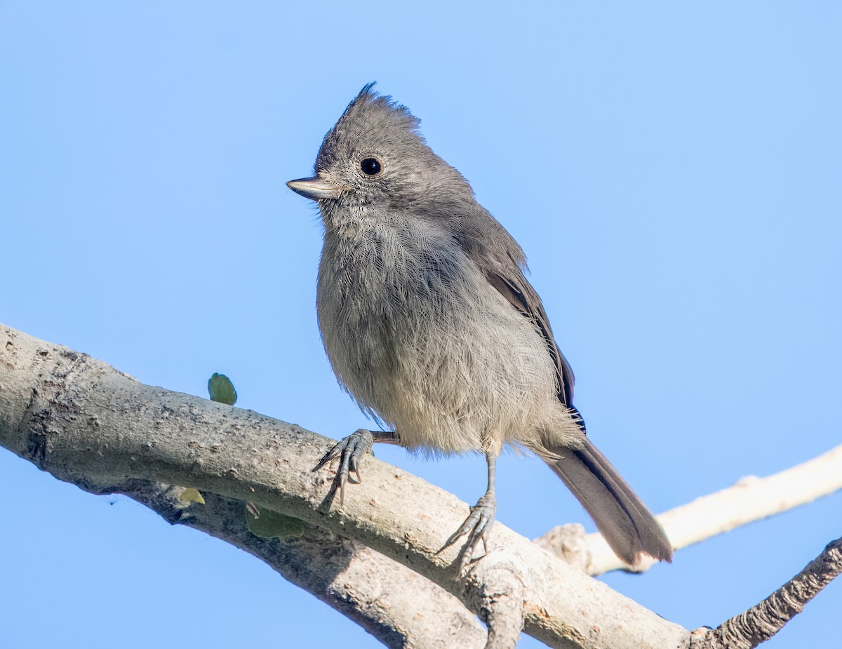 Oak Titmouse - Daniel Ward