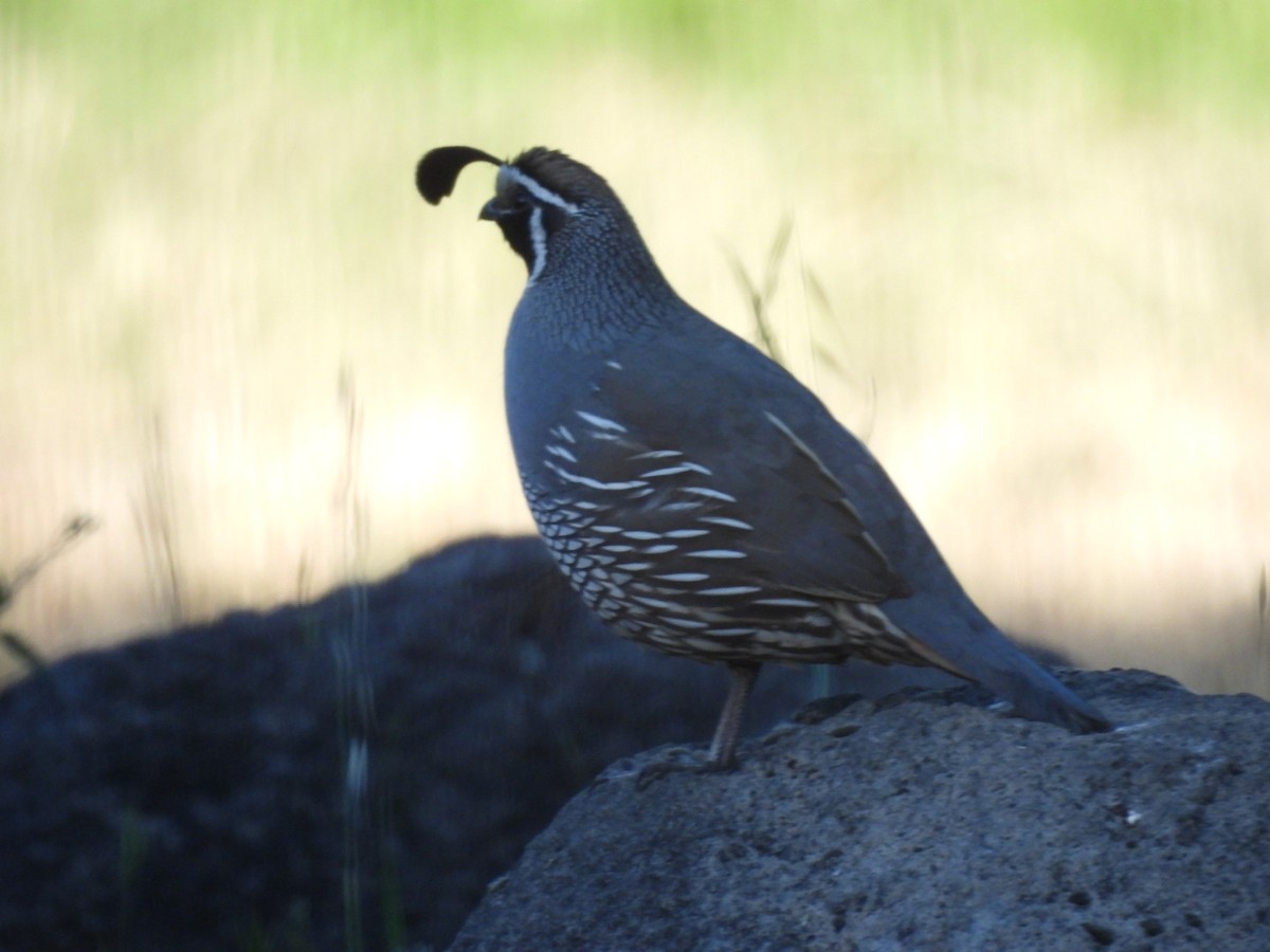 California Quail - ML619642574